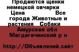 Продаются щенки немецкой овчарки!!! › Цена ­ 6000-8000 - Все города Животные и растения » Собаки   . Амурская обл.,Магдагачинский р-н